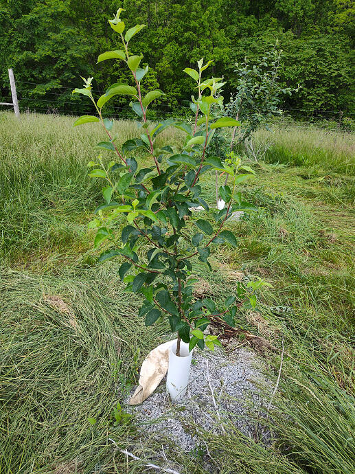 IMG_20250522_081621094_HDR