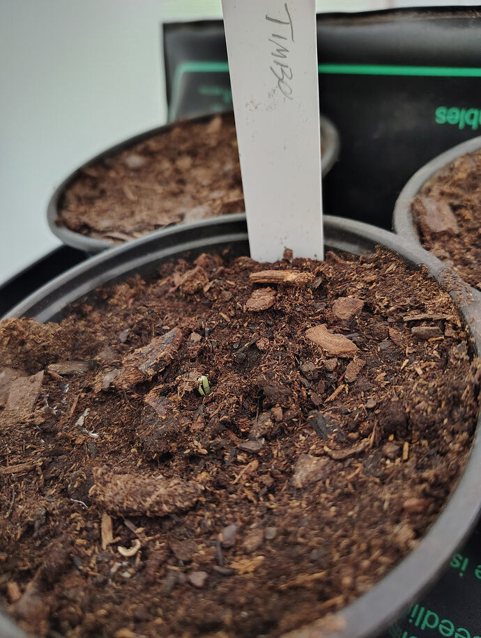 IMG_20260331_080918474_HDR