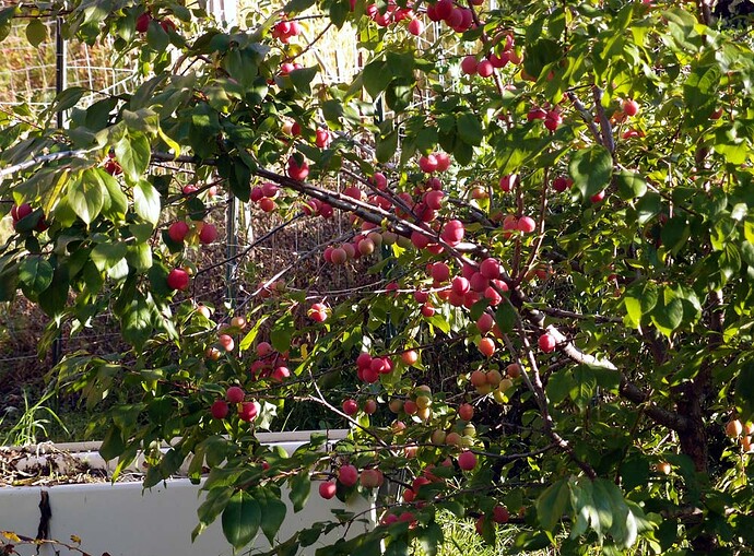 2011plum3