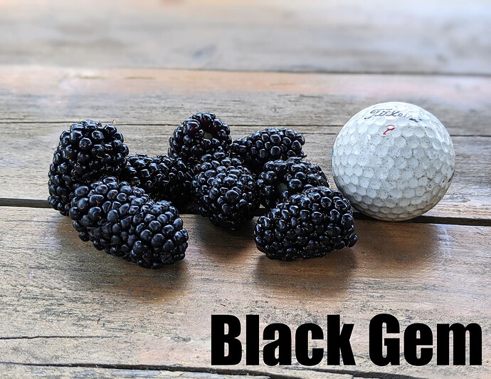 Black Gem_2025
