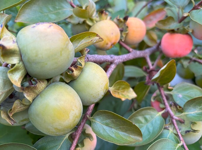 Persimmons2