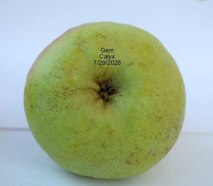 Gem calyx 7-29-2026 RS