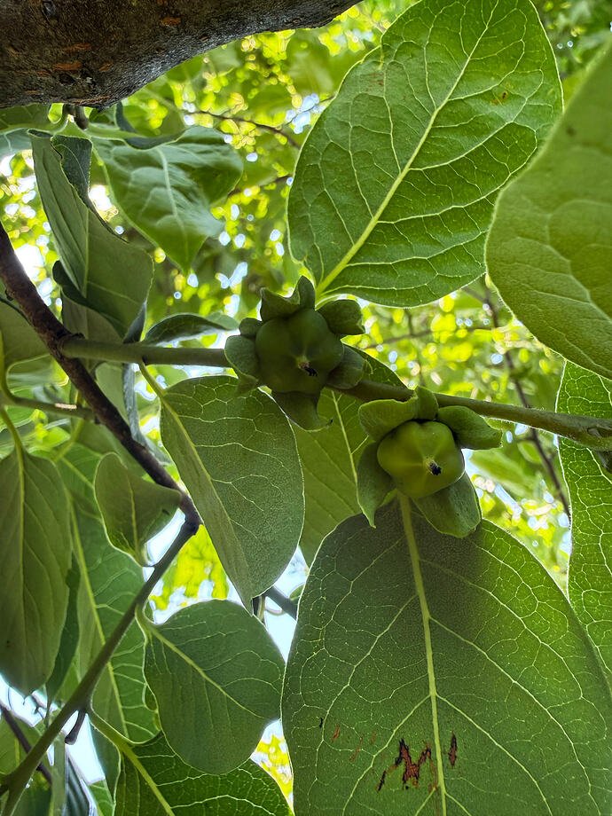 Star Persimmon