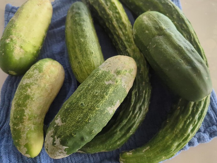 1754309740982799793378713822231