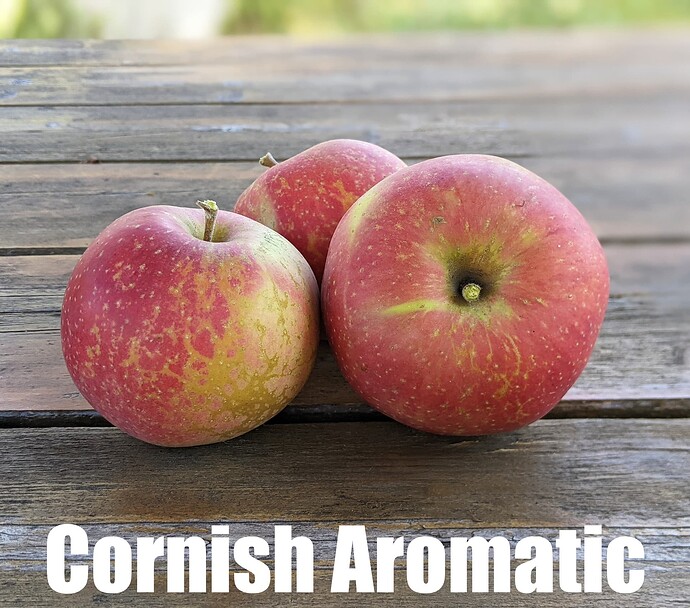 Cornish Aromatic_2025