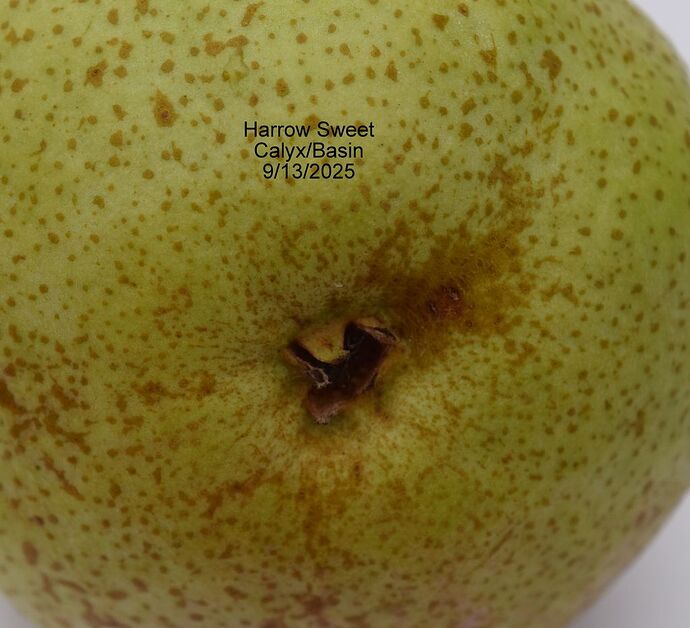 Harrow Sweet Calyx 9-13-2025RS