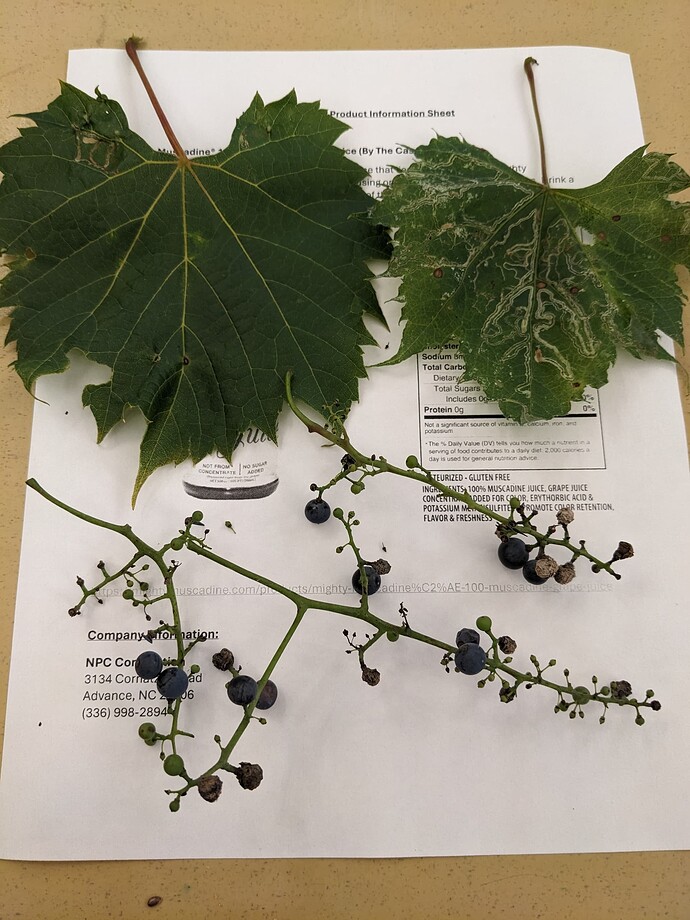 PXL_20250825_182611011.MP