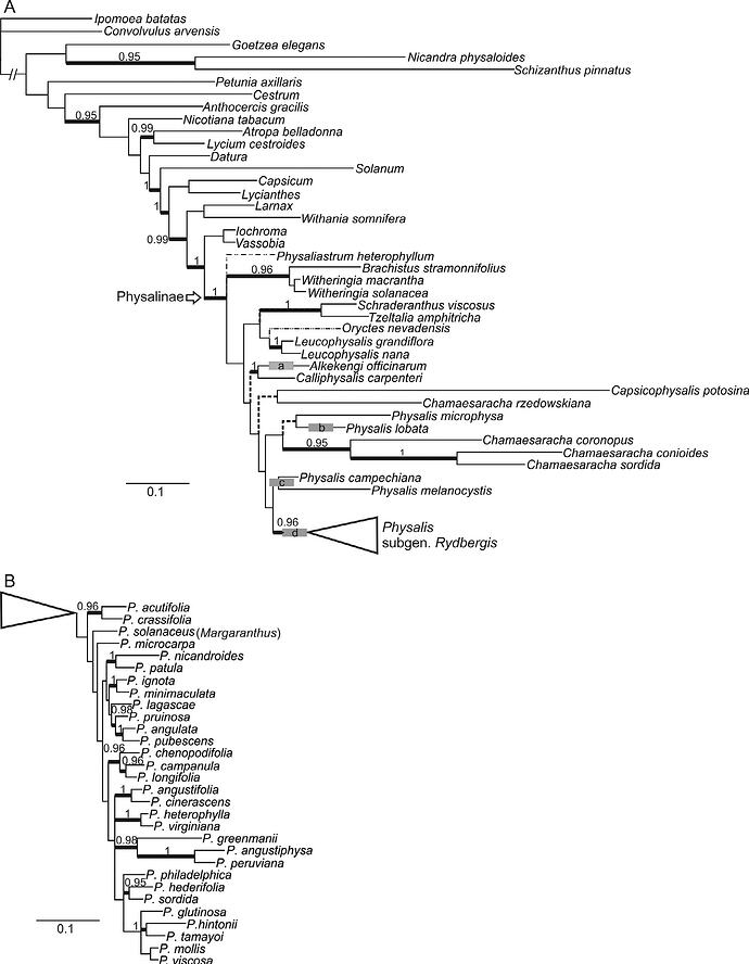Physalis Alkekengi Phylogenetic Tree Physalinae Subtribe Physaleae Solanaceae