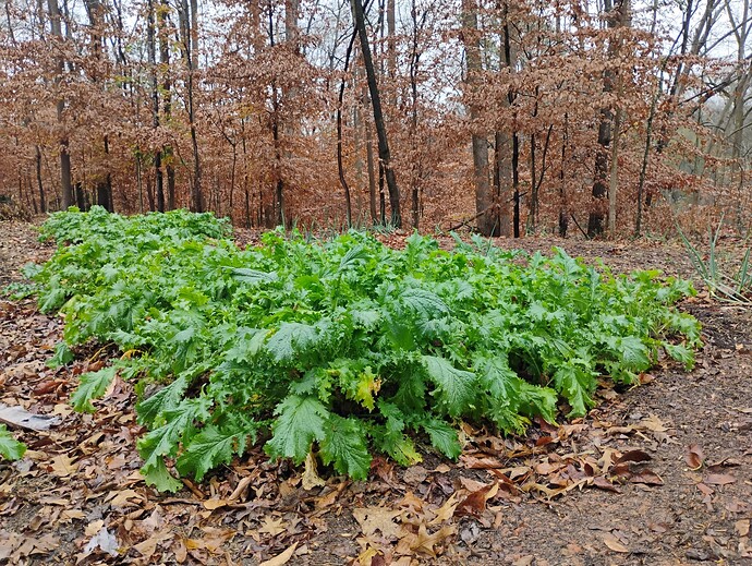 IMG_20251130_130923353