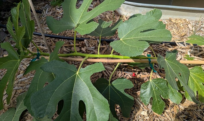 Screenshot_20250717_195551