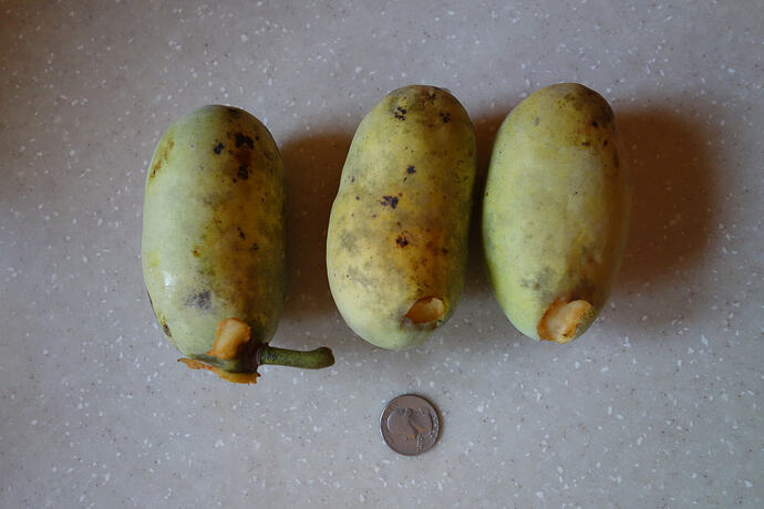 American pawpaw dropped 9.20.26 (2)