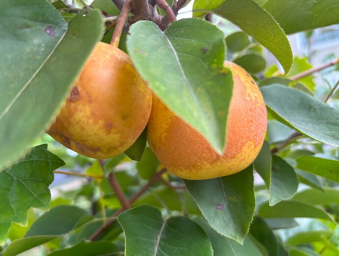 AsianPears