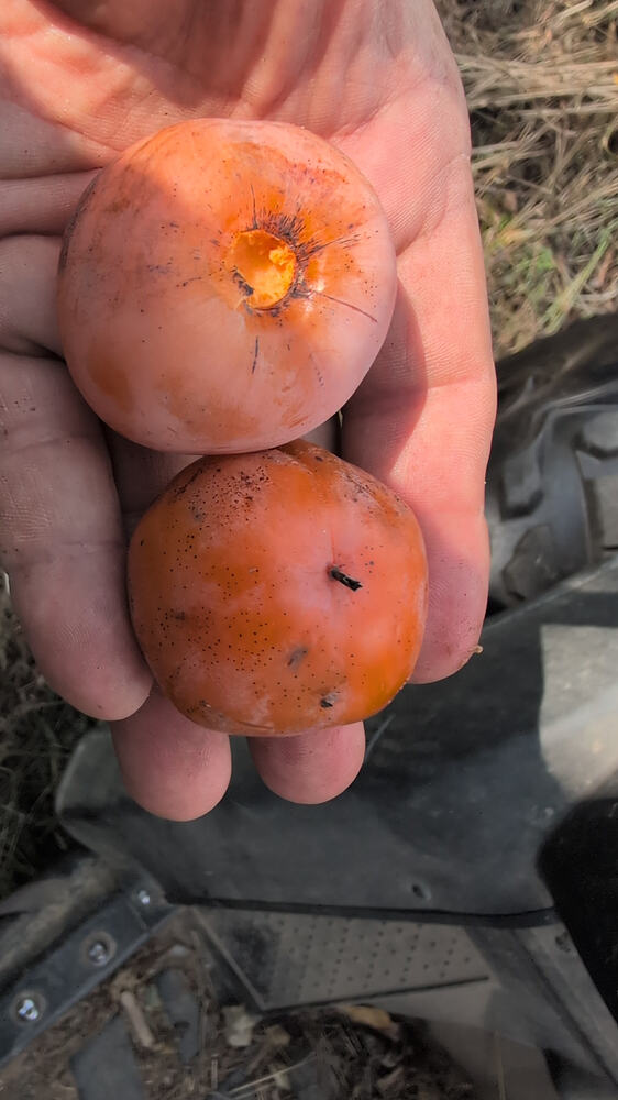 Prok persimmon
