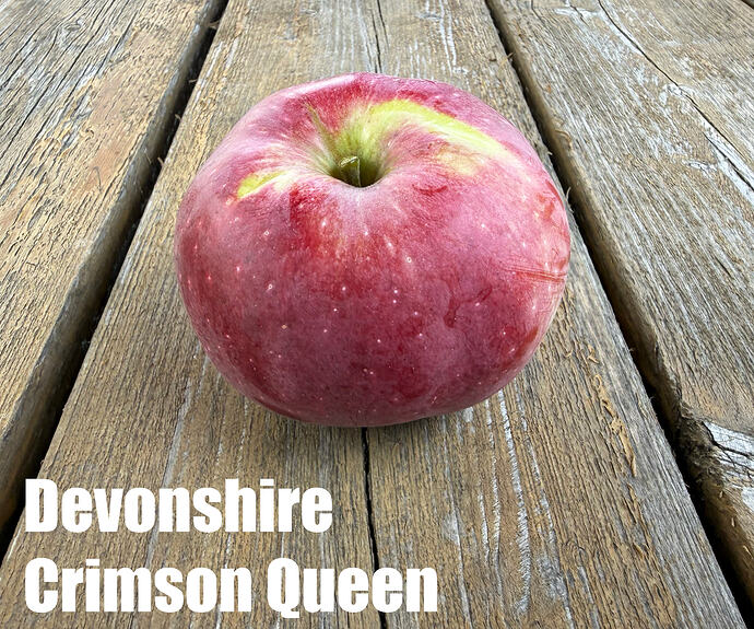 Devonshire Crimson Queen_2026