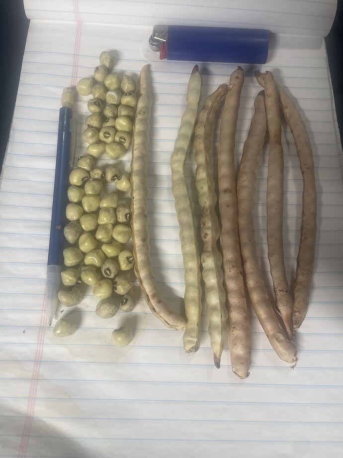 PX.cowpeas.shelled