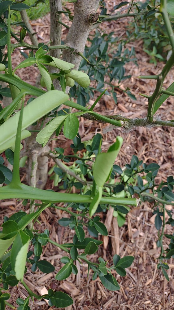 IMG_20250707_101527651