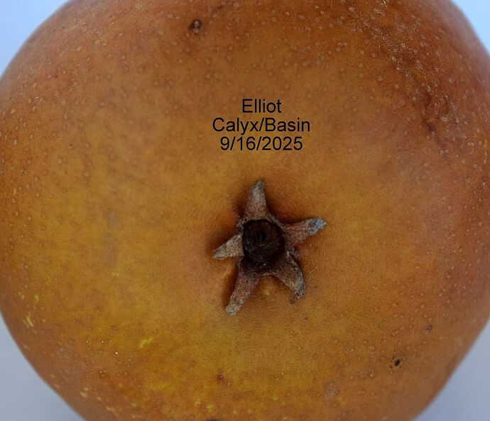 ElliotCalyx9-16-2025RS