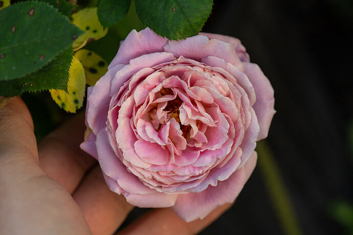 _CPB0966
