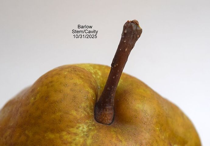 Barlow Stem 10-31-2025RSJPG