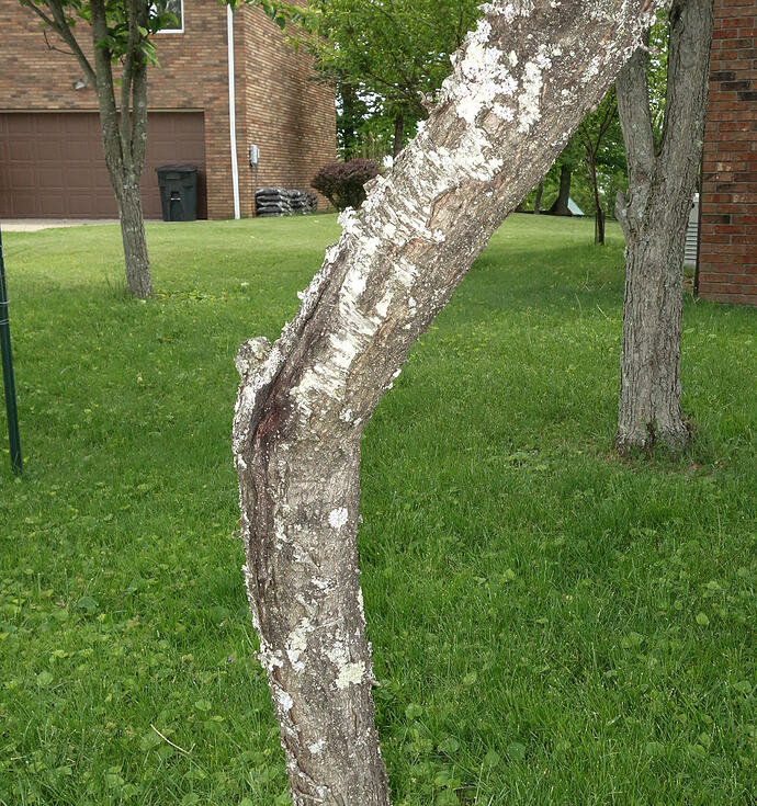 old Blushingstar white peach tree not producing (5)