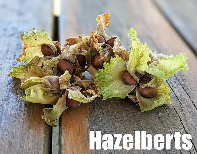 Hazelberts_2025