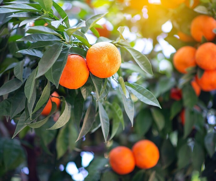Clusters of ripe oranges hang on tree branches surrounded by green leaves, with sunlight shining through the foliage.