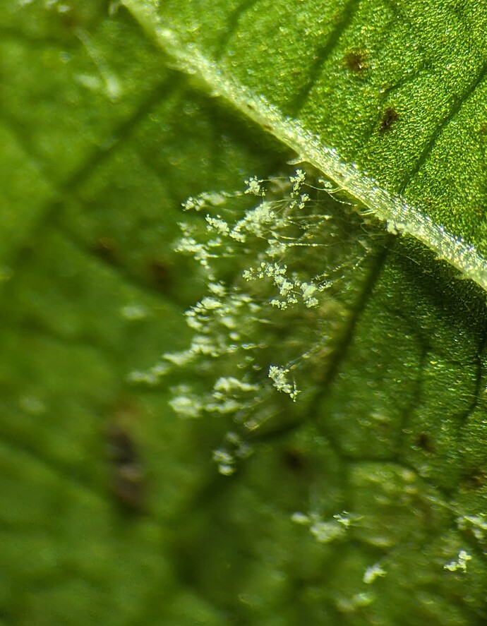 PXL_20251128_184228576.MP