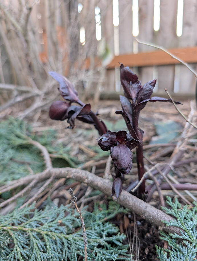 PXL_20260301_003938642