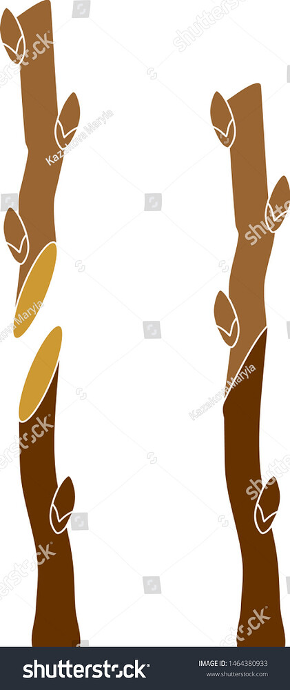 stock-vector-spring-grafting-tree-splice-graft-1464380933
