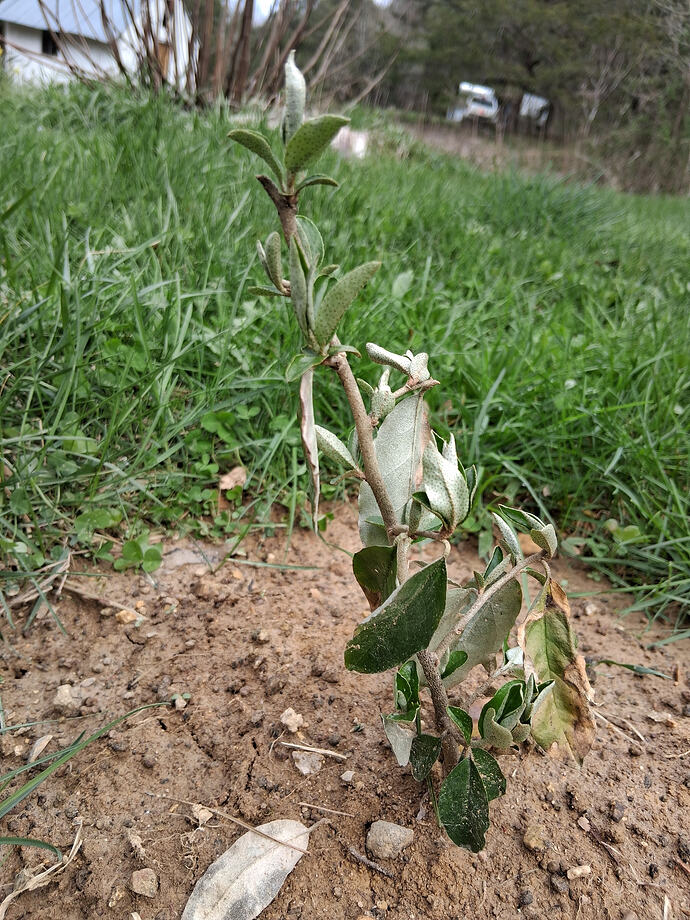 GoumiEvergreen2