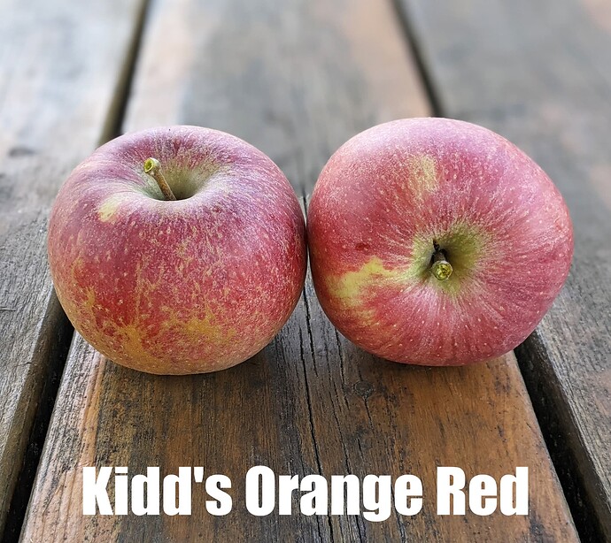 Kidd's Orange Red_2025