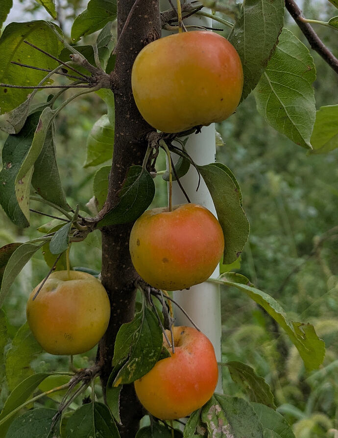 Butterball on tree