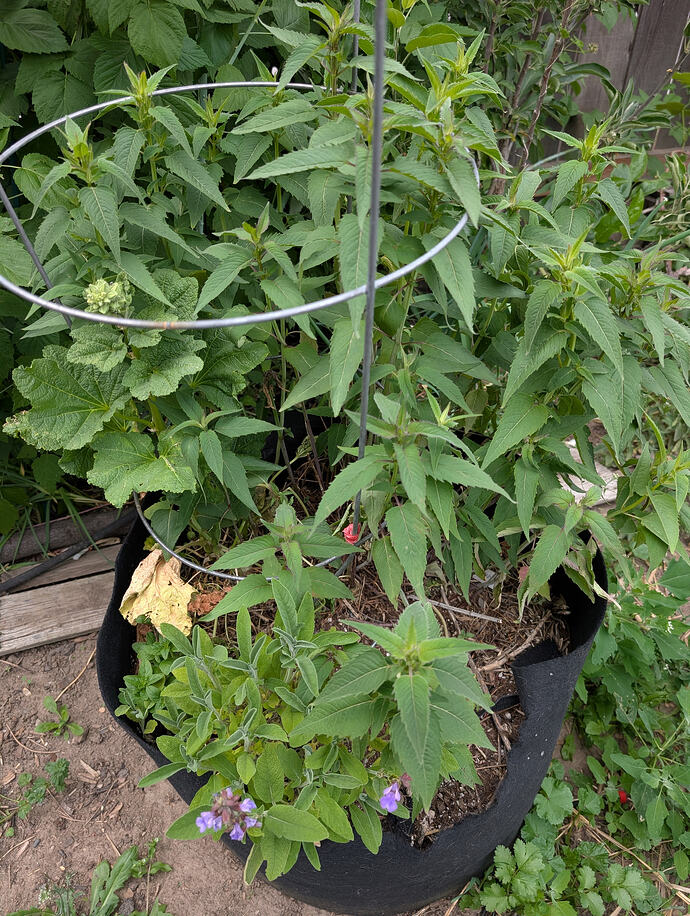 PXL_20260606_202526159