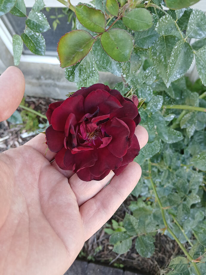 20260529_191229