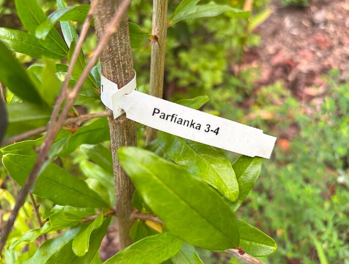 Parfianka Pomegranate