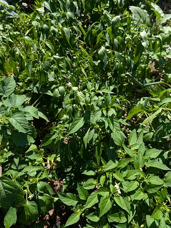 PXL_20250724_214004853