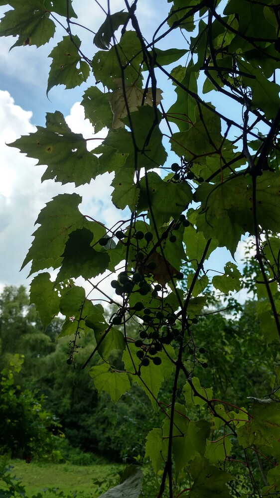 IMG_20180708_112845729_HDR