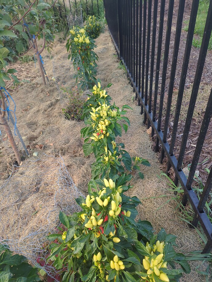 17610026977438617733867154868479