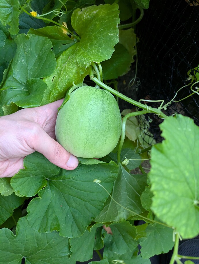 PXL_20250727_000837450