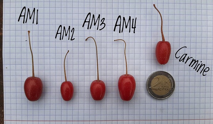 grafik