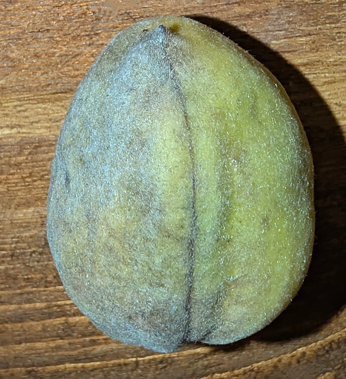 Javid Iranian Almond Fleshy Husk 2