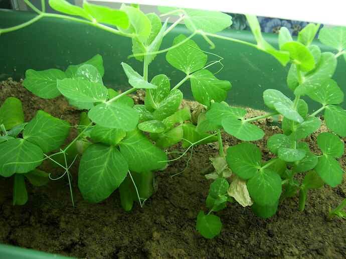 grow rack for microgreens 2008- 2009  (6)