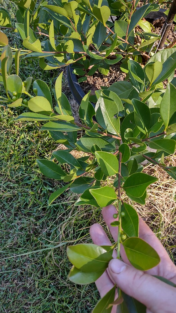 IMG_20250926_164350167_HDR