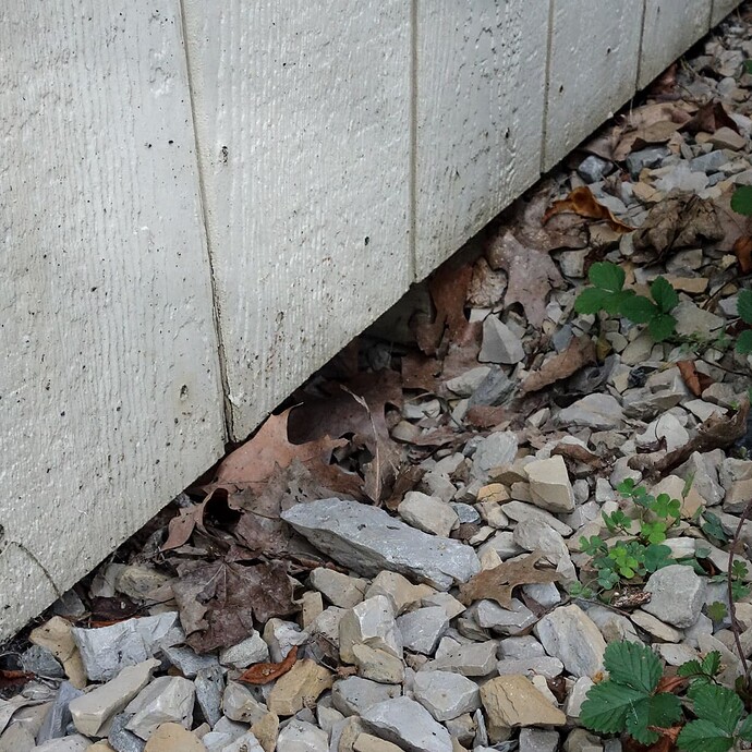 ground hog burrow under shed