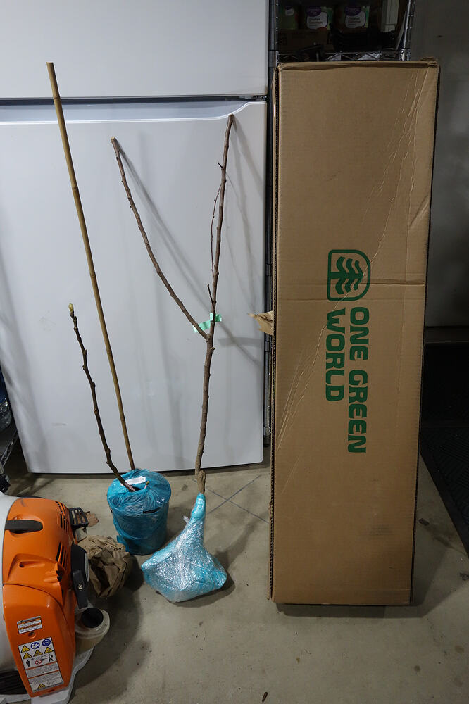 Apricot bare root One Green World (1)