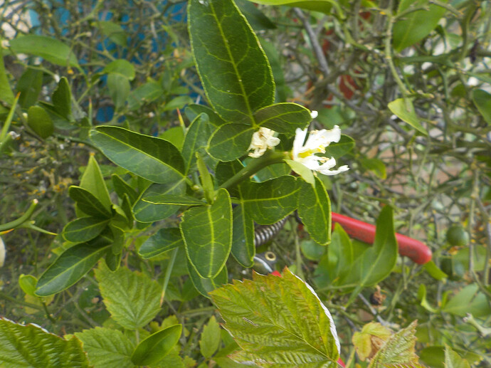 Citroncirus-appearing leaves. Fruit may have Poncirus flesh and Satsuma rind, but yet to be determined.
