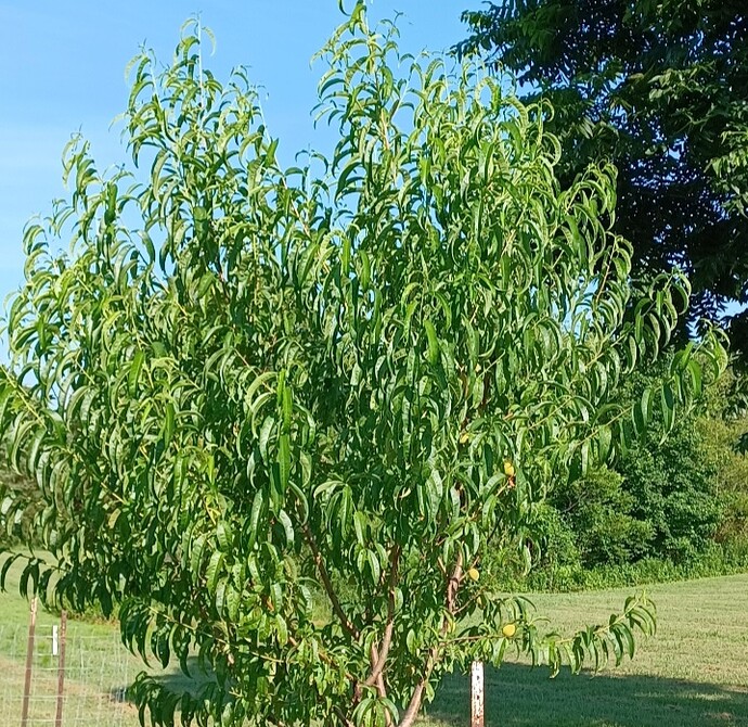 Screenshot_20250702_183831_Gallery