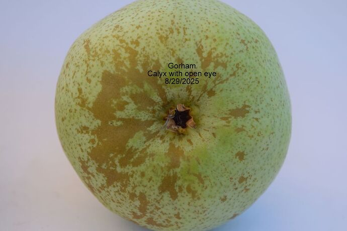 Gorham open eye 8-29-2025RS