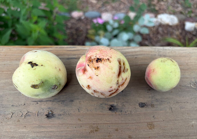 three peaches