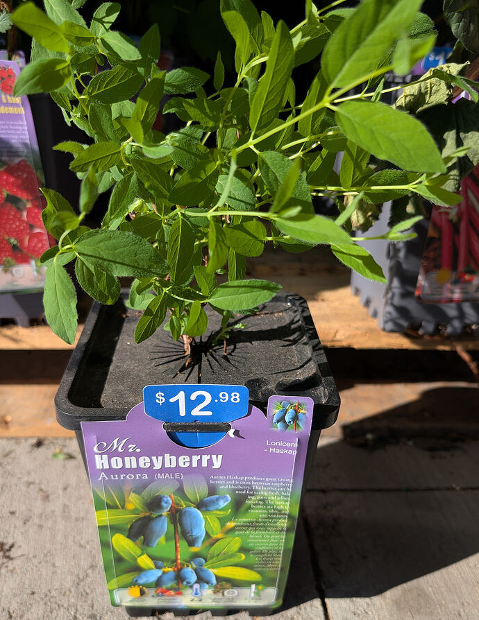 Aurora Honeyberry at Lowes